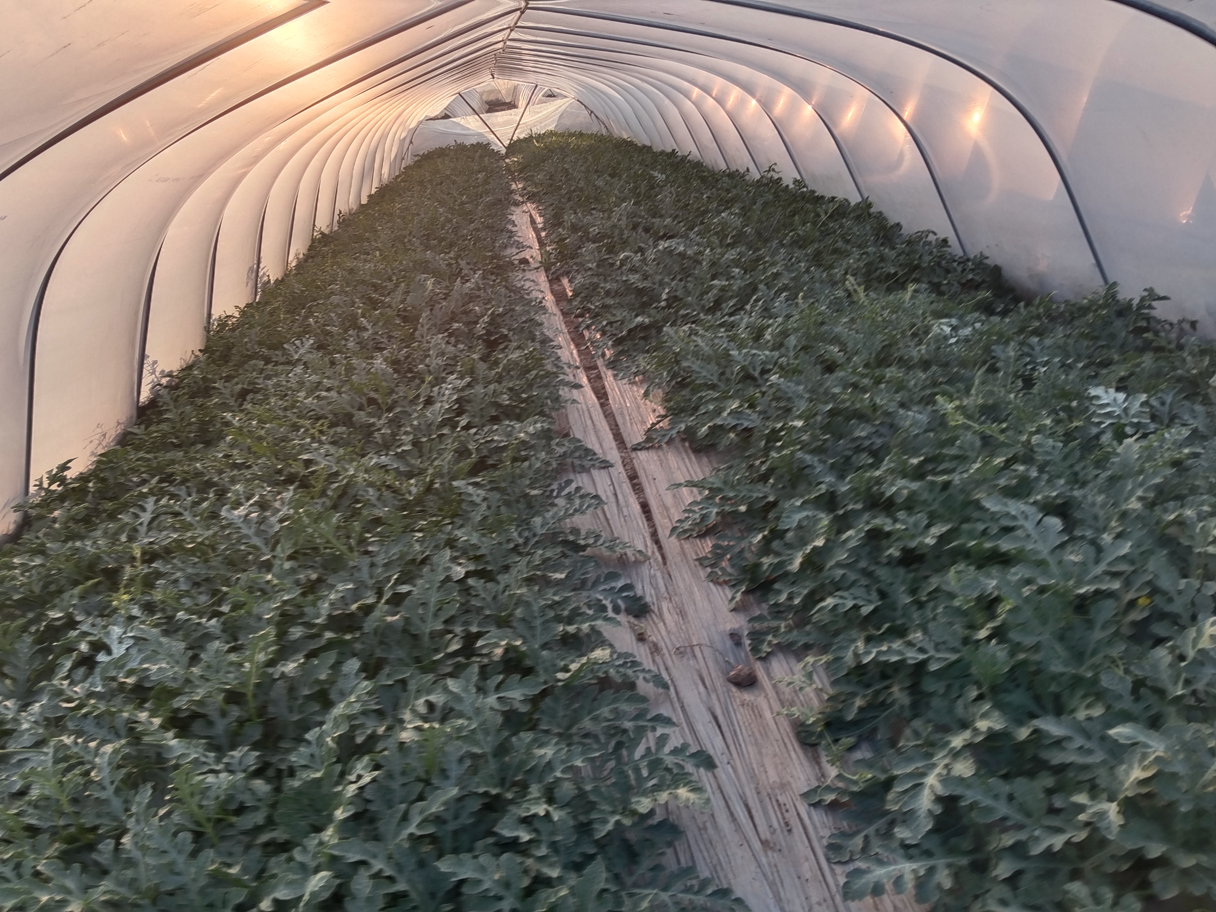 海南麒麟西瓜种植基地实景,展示规模化种植与现代化管理 海南麒麟西瓜果园种植场景