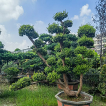 赤楠盆景罗汉松盆景基地直销规格齐全欢迎来电咨询合作