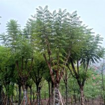 复绿蓝花楹10～18公分基地直销规格齐全欢迎来电咨询