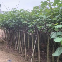 黄槿3～5公分基地直销规格齐全质量优欢迎来电咨询