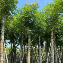 桃花心木10～15公分基地直销规格齐全欢迎来电咨询