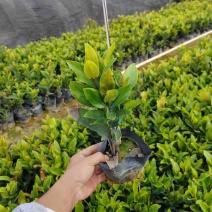 大叶小叶龙船花基地直销质量优质欢迎来电咨询合作