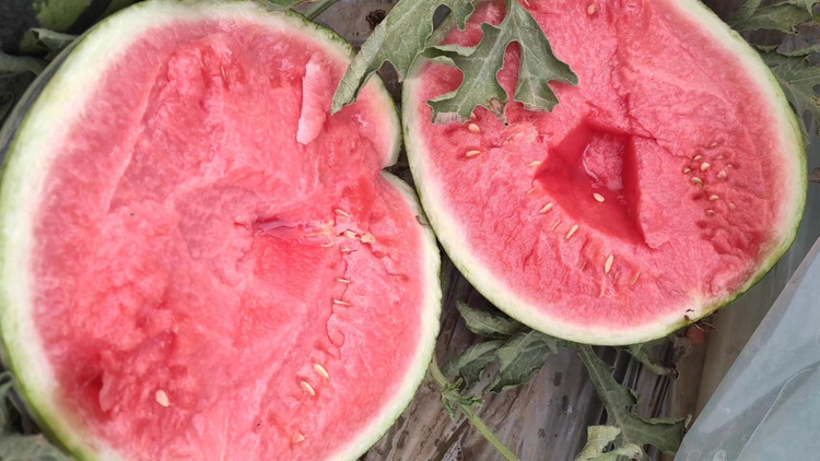 成熟甜王西瓜切面展示