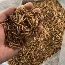 精品干虫