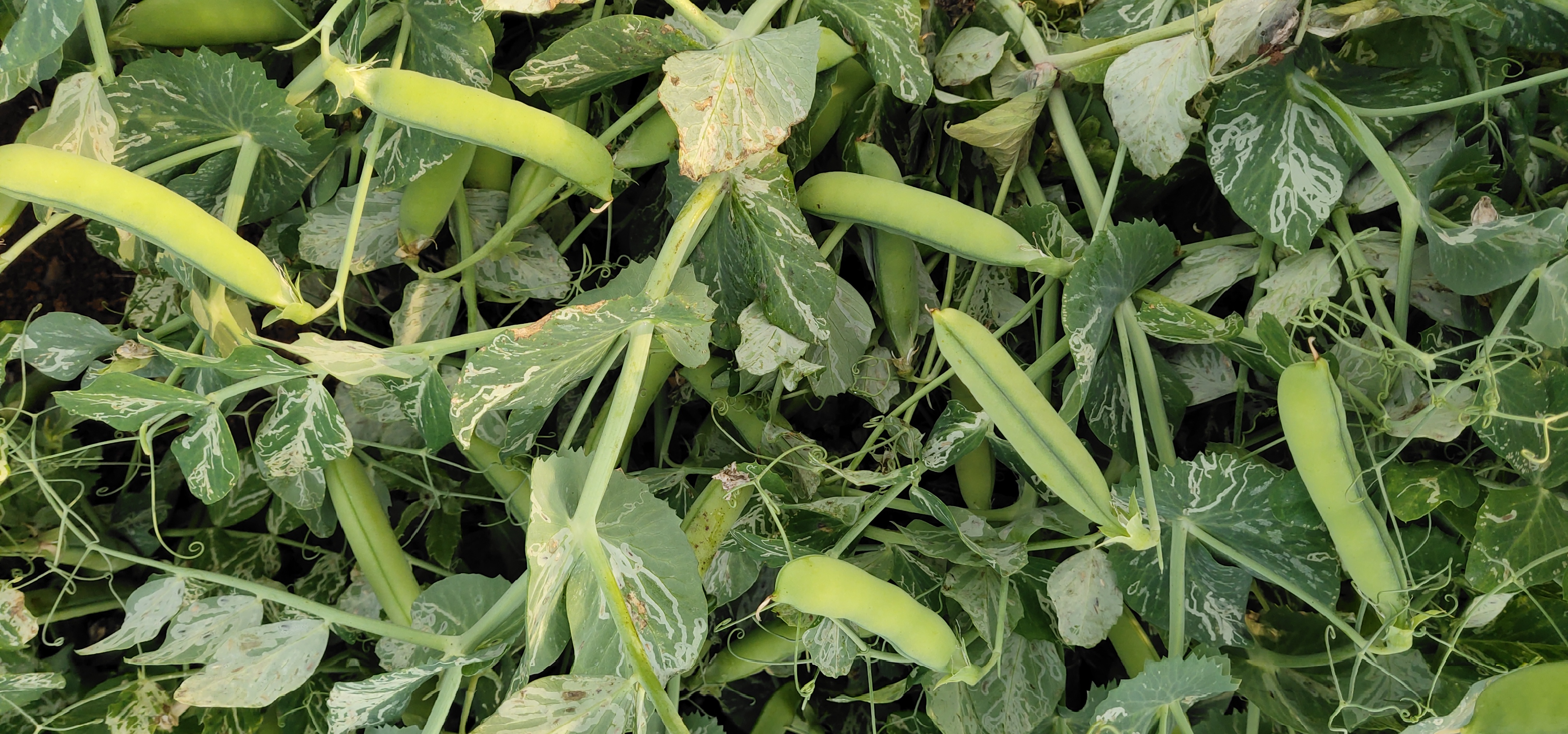 龙陵青豌豆特写