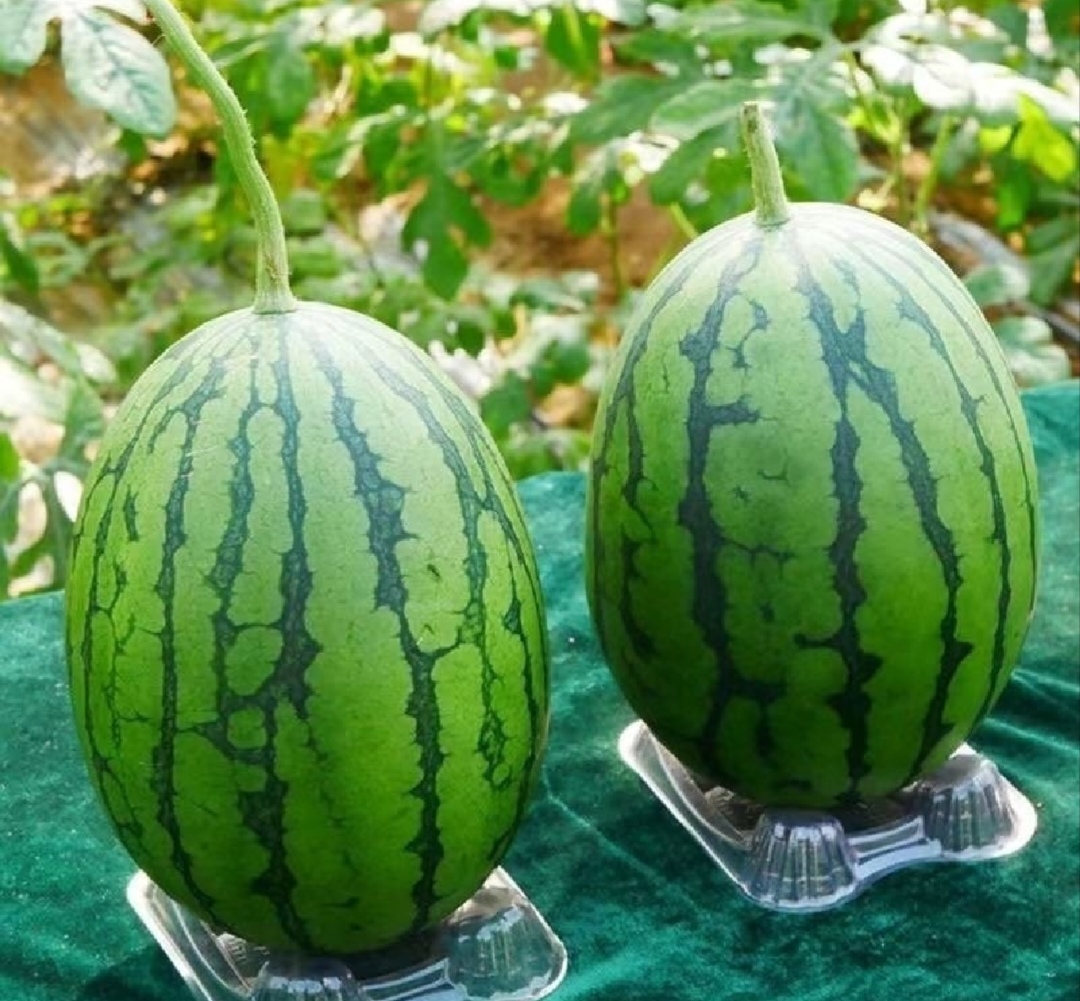 一张俯拍图片展示红小玉西瓜与苹果、橙子、猕猴桃并列摆放的尺寸对比,红小玉位于中央,略大于两个相邻的红富士苹果,左侧有一个橙子和一只绿心猕猴桃,所有水果置于白色托盘上,背景简洁干净,用于直观体现红小玉的实物大小 红小玉西瓜与其他常见水果尺寸对比图