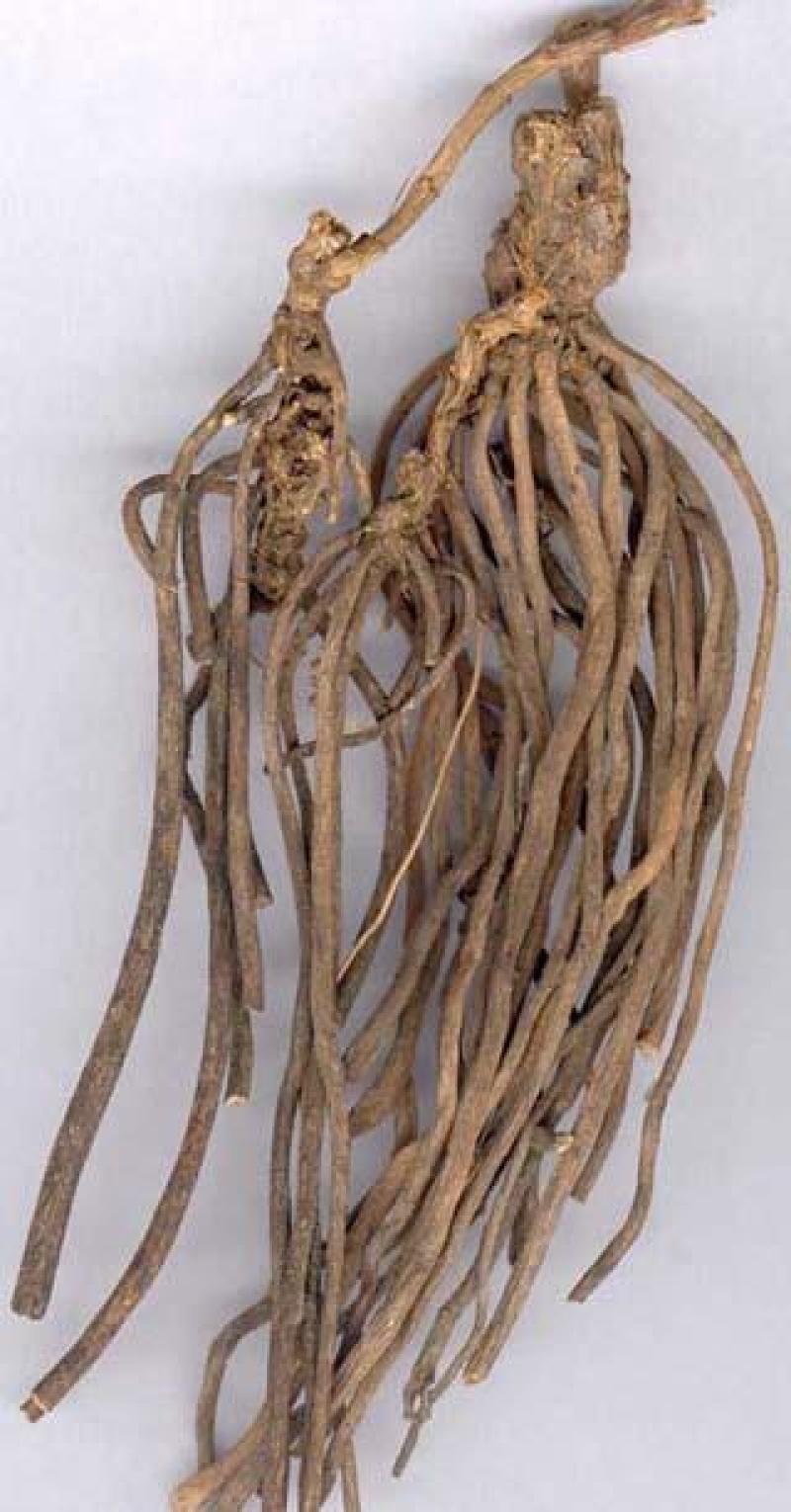 威灵仙草百条根老虎须铁扫帚野生生长鲜货干货