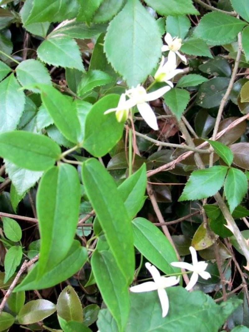 威灵仙草百条根老虎须铁扫帚野生生长鲜货干货