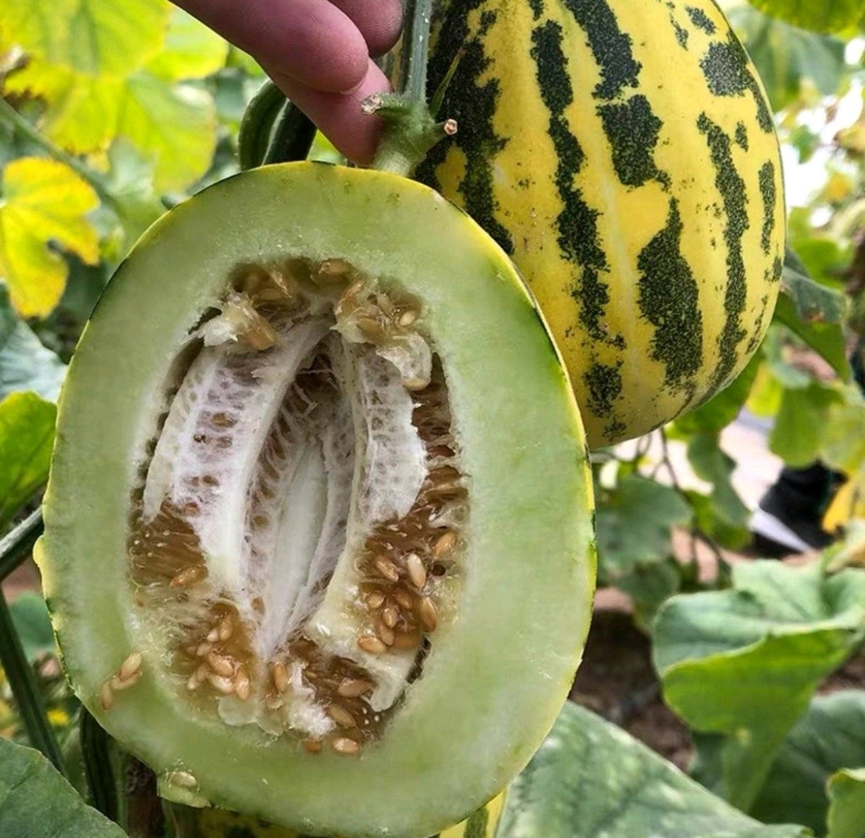 花蕊甜瓜成熟果实特写