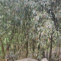 竹子
