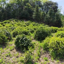 自产自销黄山土种毛峰