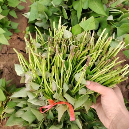 红薯苗价格行情