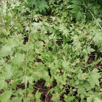 覆盆子价格行情