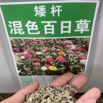百日草花种子矮杆步步高种子