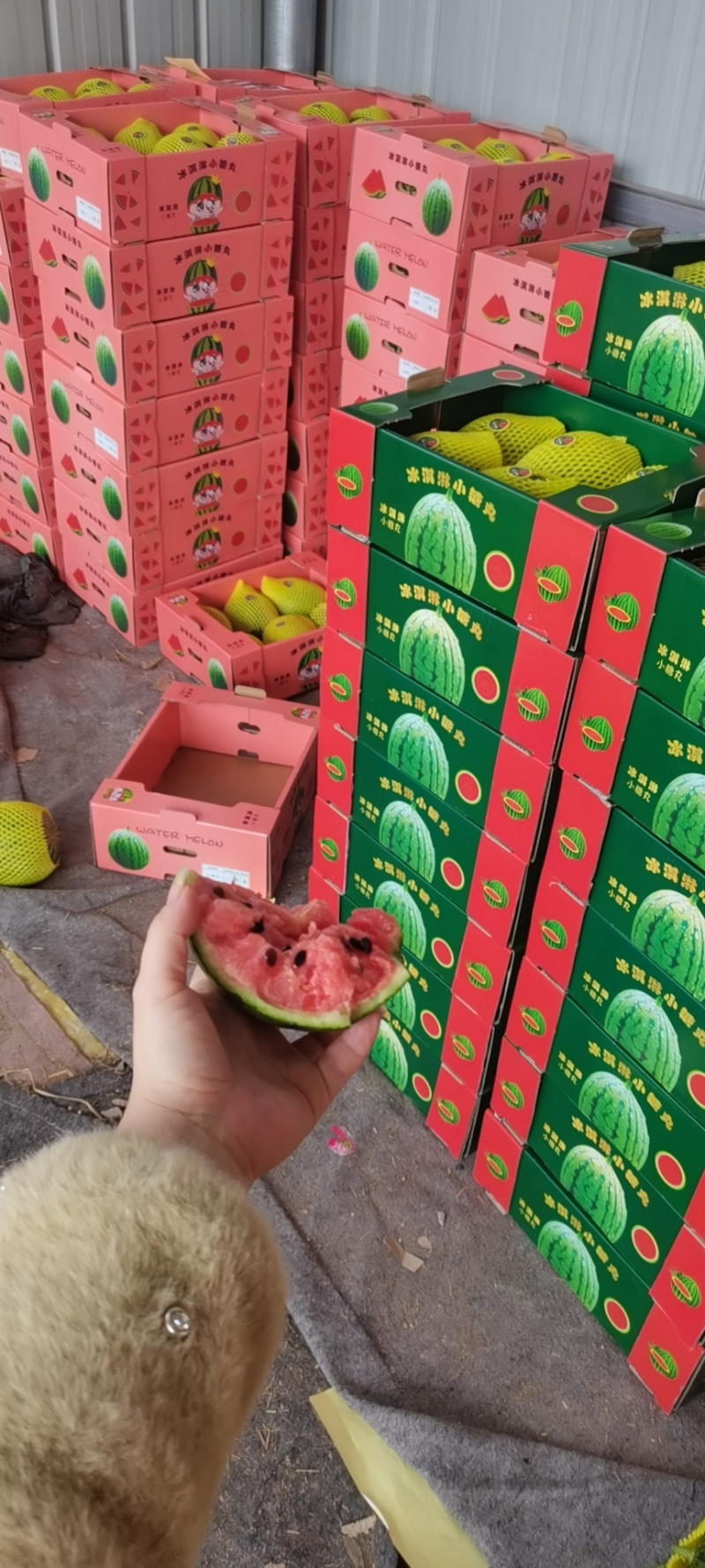 小糖丸小糖丸西瓜全美西瓜潍坊西瓜冰糖子吊瓜