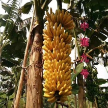 广西正宗香蕉苗/粉蕉红香蕉/品种纯正/量大优惠/证件齐全