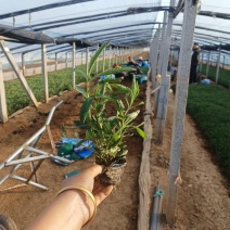 马鞭草，基地直销，常年供应各种绿化苗木。
