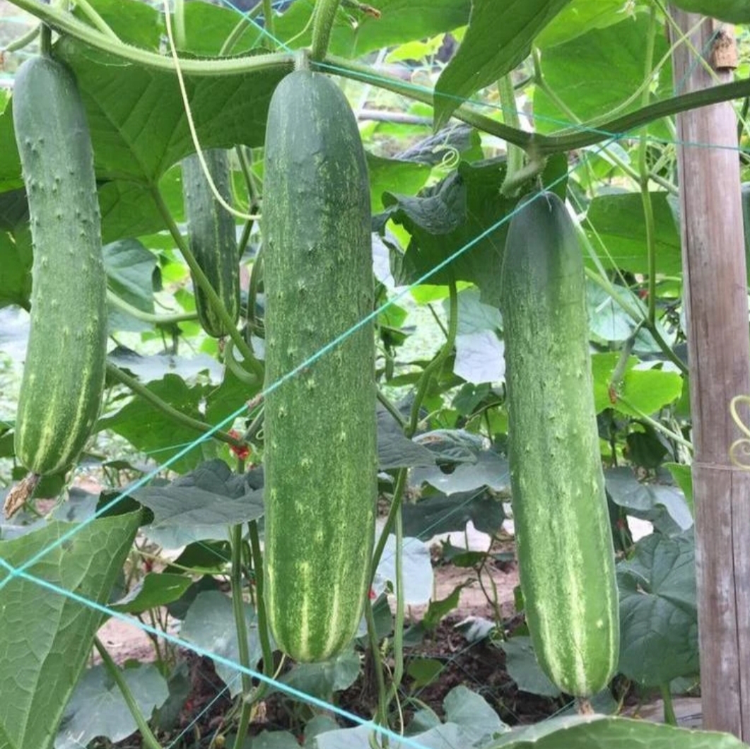 旱黄瓜田间种植图