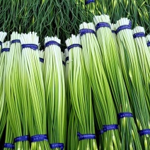 山东精品蒜薹，白帽蒜薹，红帽蒜薹，不泡水，一手货源