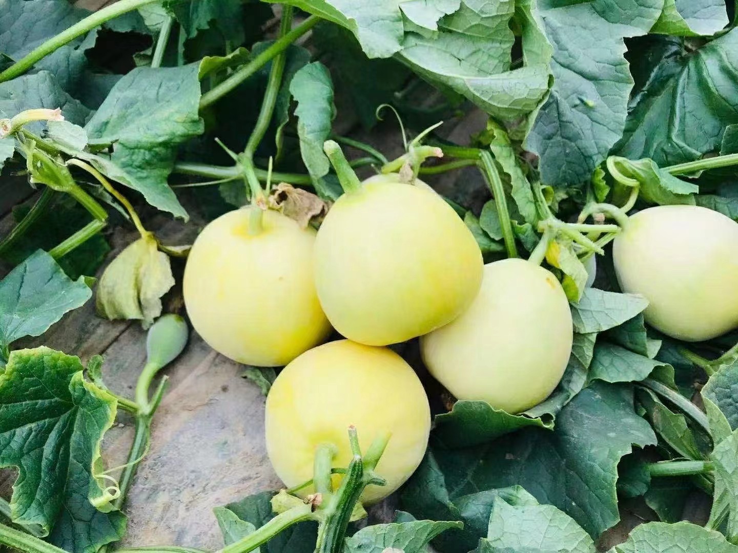 星甜甜瓜田间种植场景