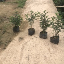 清香木袋苗盆栽基地直销质量优质欢迎来电咨询合作