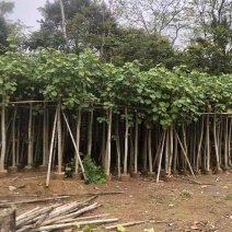 黄槿2～30公分基地直销规格齐全欢迎来电咨询合作