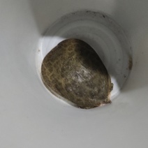甲鱼
