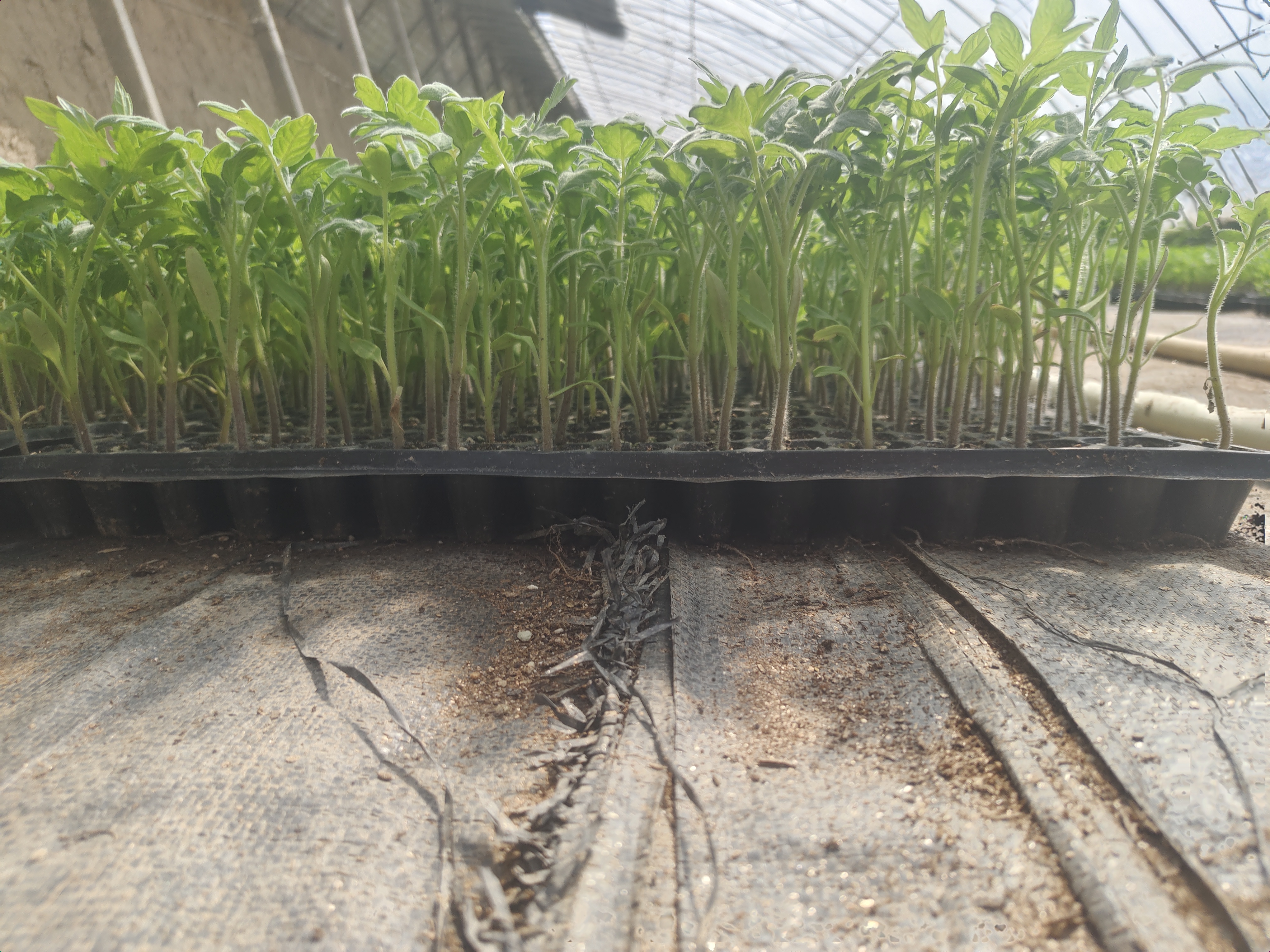 温室中整齐排列的螺丝椒苗子,绿意盎然,长势良好 螺丝椒苗子在温室中整齐生长