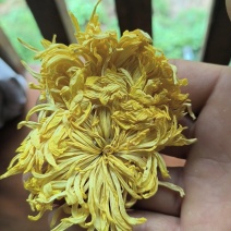 金丝皇菊