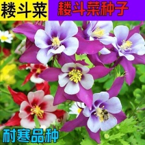 耧斗菜种子，花草种子四季多播易种室内阳台盆栽夏季花卉种子