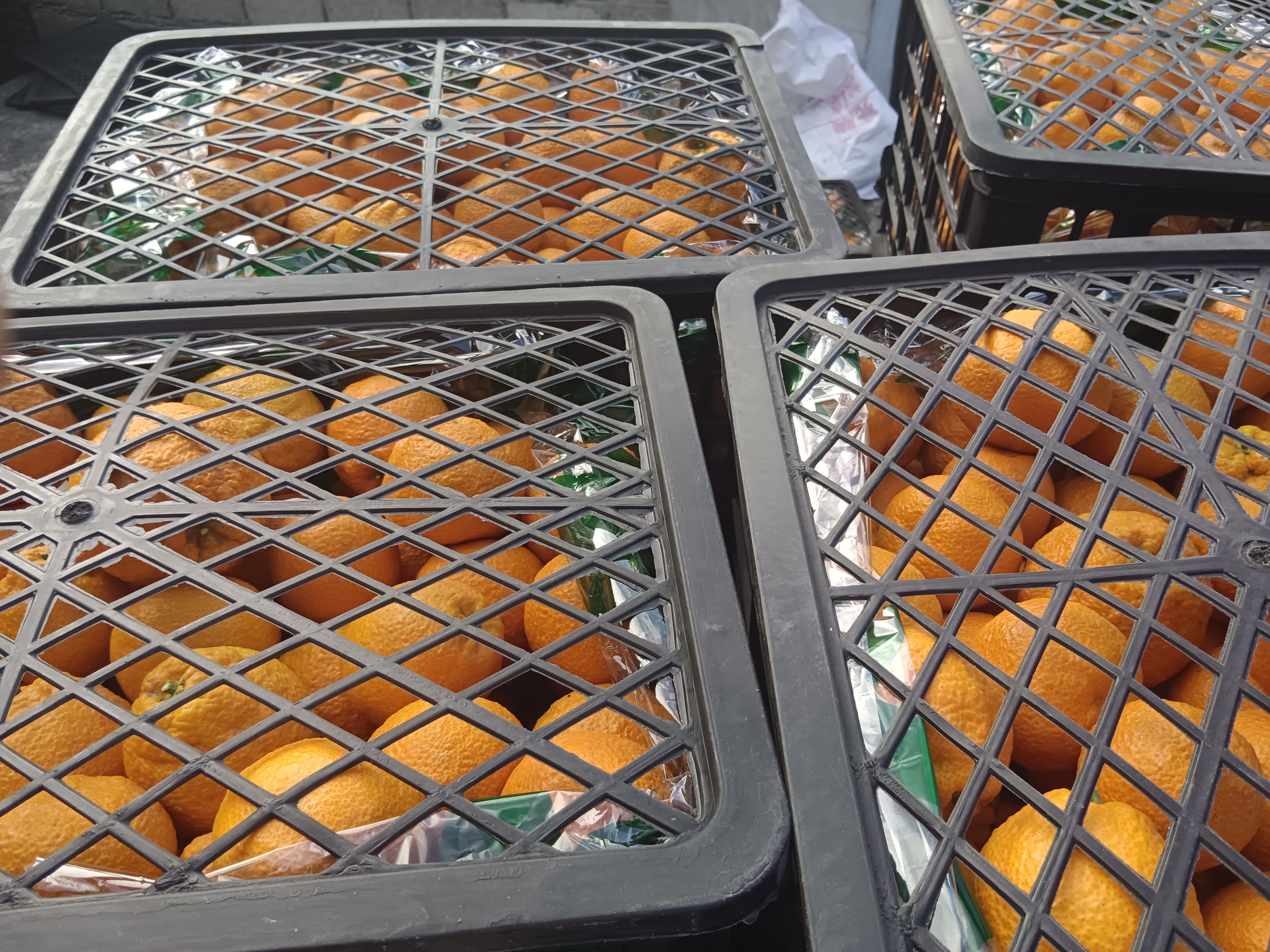 家庭储存黄果柑场景图