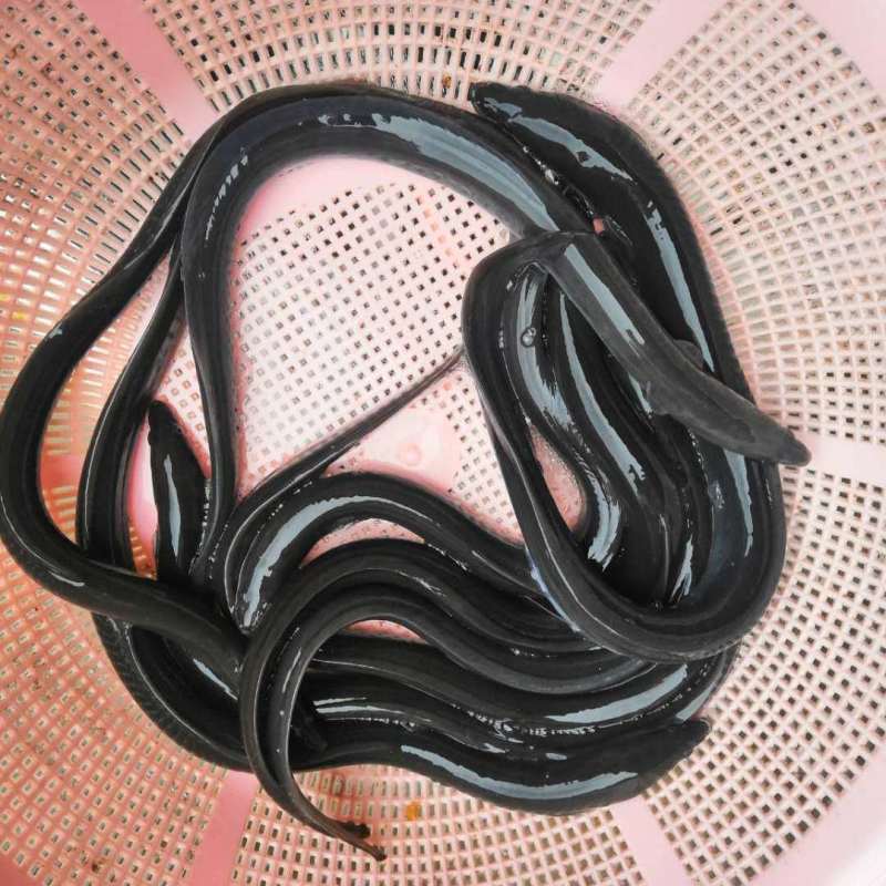 鳗鱼苗淡水河鳗鱼塘养殖白鳝鱼苗可混养家鱼可食用便宜新鲜麦