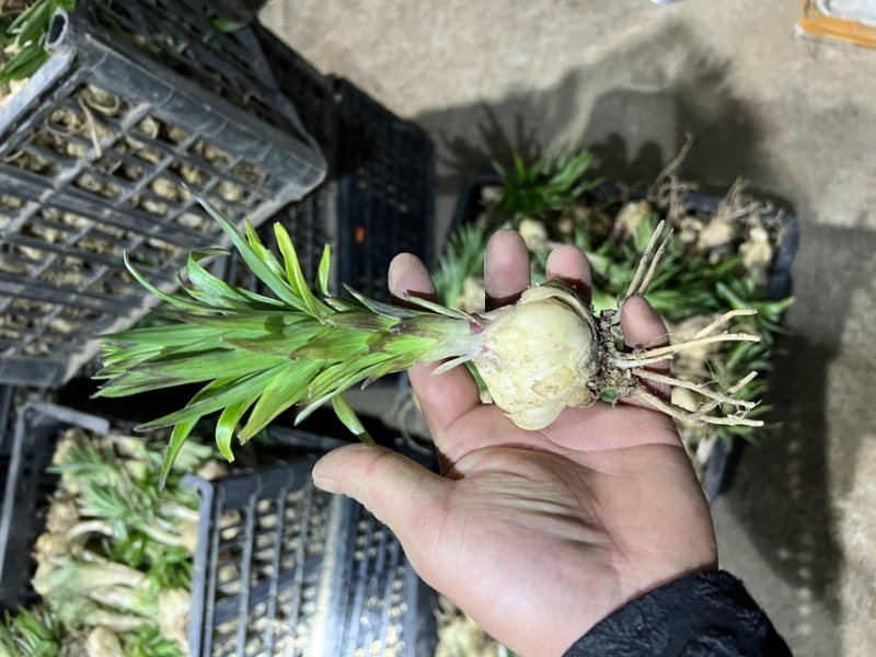 卷单百合种球苗食用百合药食两用百合种苗龙山卷丹百合