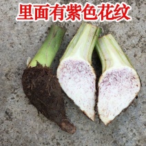 【荔浦香芋种子】正宗广西荔浦芋头种苗新鲜蔬菜紫藤槟榔芋种