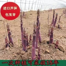 紫色芦笋苗现挖现售根粗苗壮成活率高丰产稳产适宜四季栽培