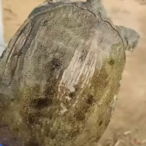 水产甲鱼