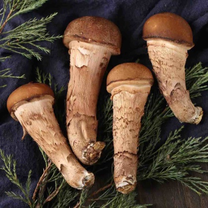 热门地区松茸行情