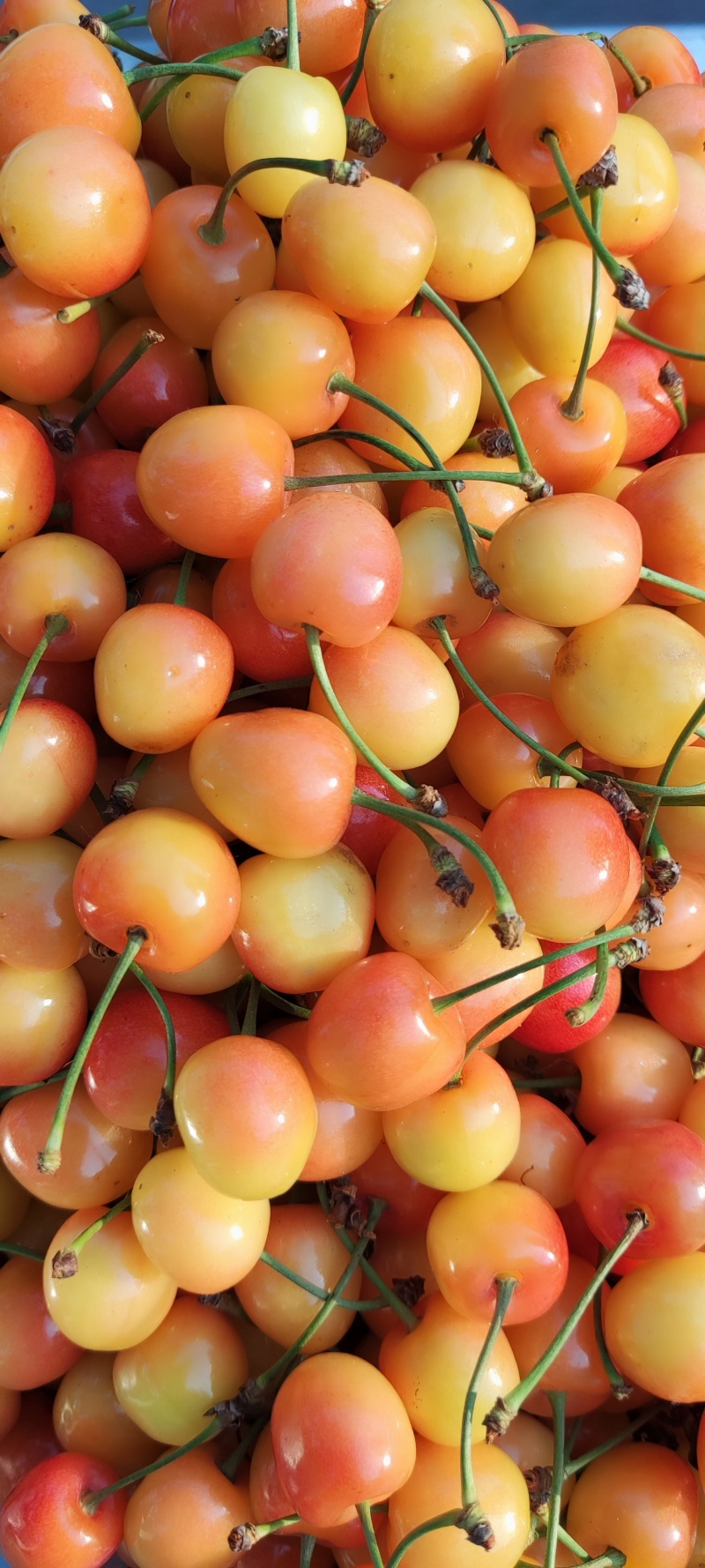 山东潍坊大樱桃