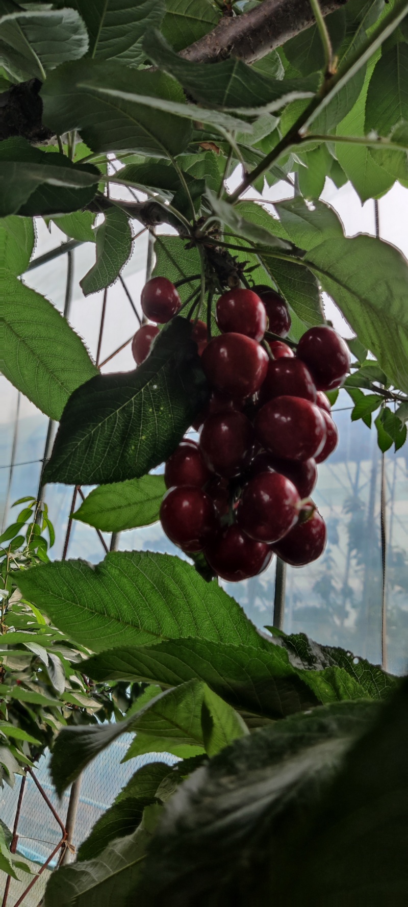 山东潍坊大樱桃