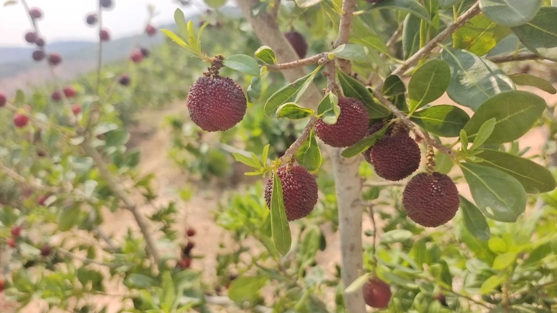 东魁杨梅成熟果实特写