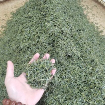 舒城小兰花茶叶