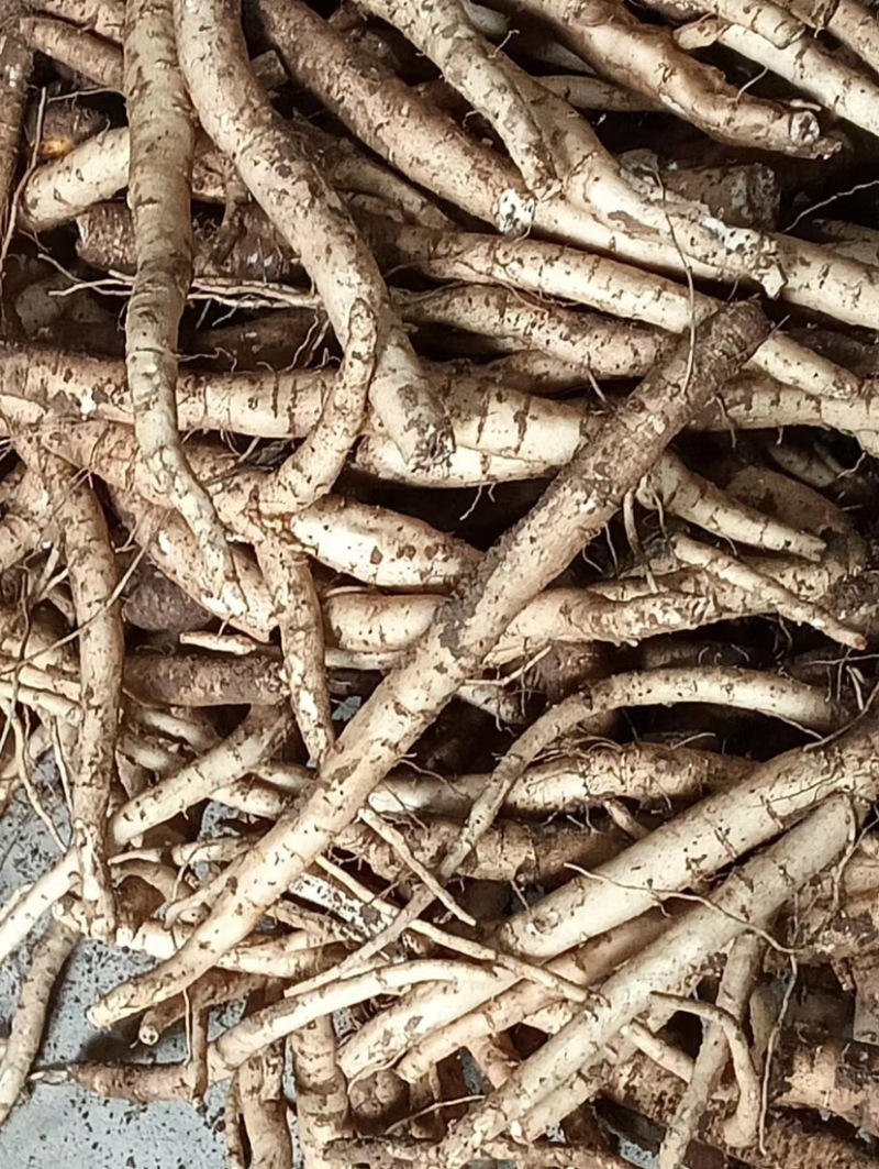 新鲜沙参图片大全