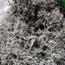 藤茶