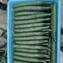 夏邑鲜黄瓜。嫁接亮条瓜。鲜花带/干花带刺刺绿肉基地直供