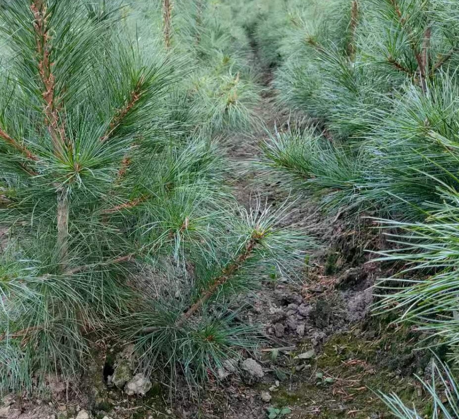 探访罗汉松苗木基地现场