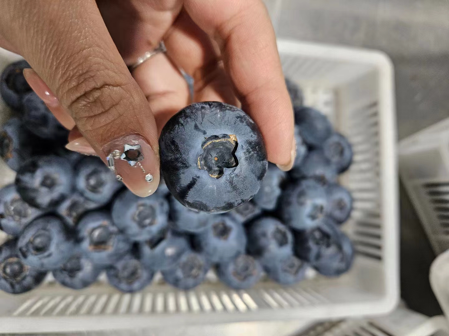 信息图:蓝莓(100g鲜果)与香蕉(100g)、菠菜(100g煮熟)的钾含量柱状对比,标注具体数值77mg、358mg、558mg,并用颜色区分安全摄入区间 蓝莓营养成分对比图表