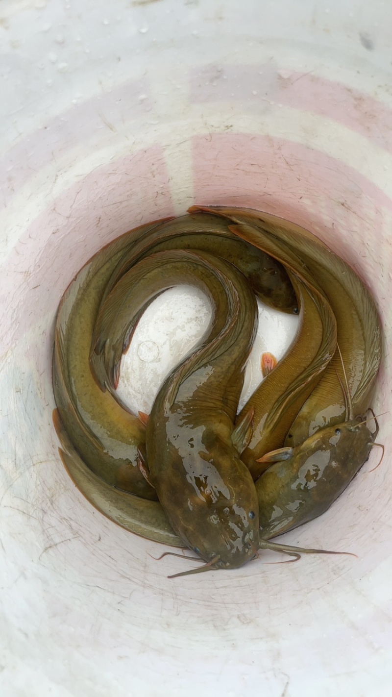 塘角鱼,胡子鲶鱼,成品鱼