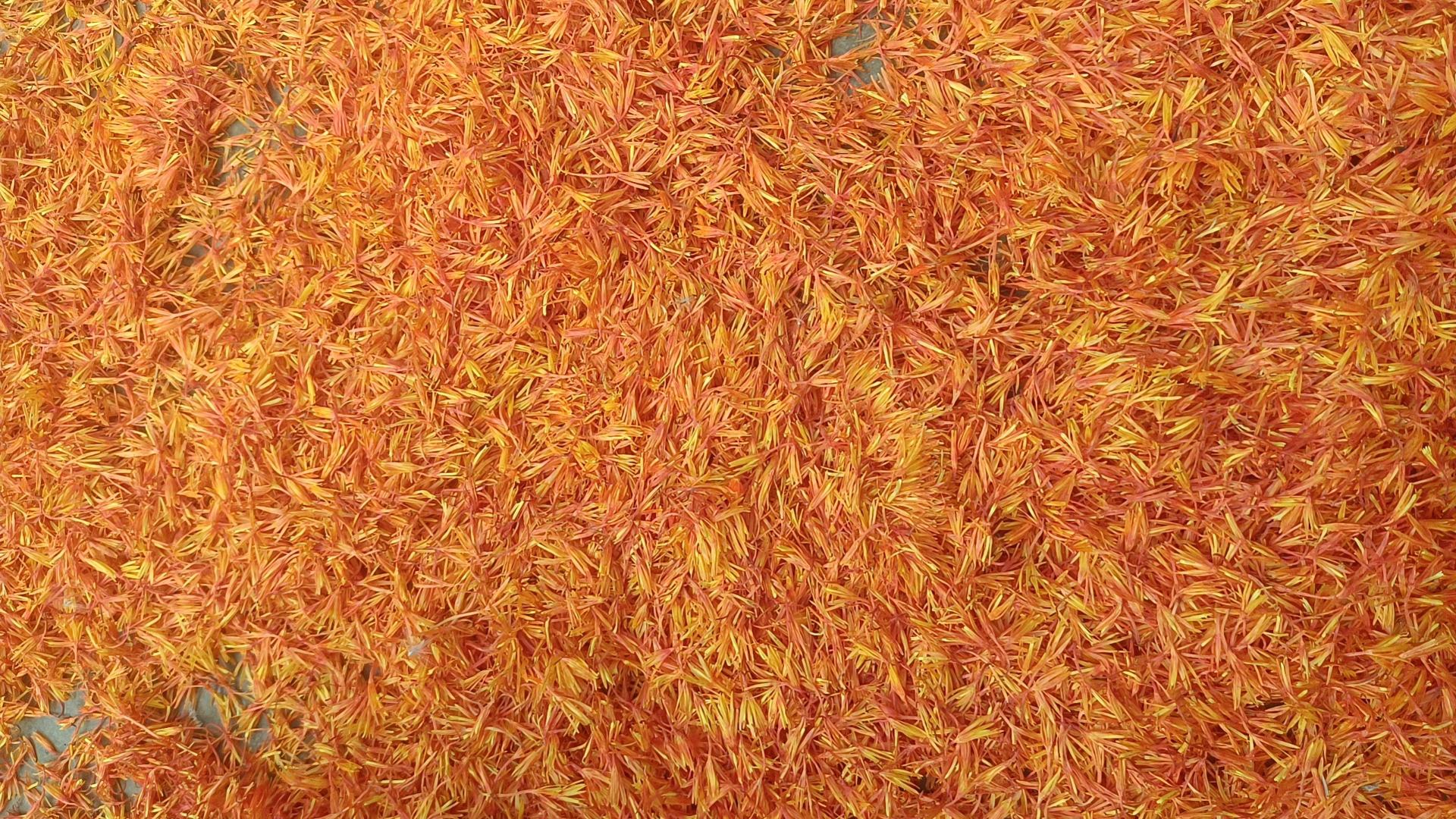 灰霉病与炭疽病对比图