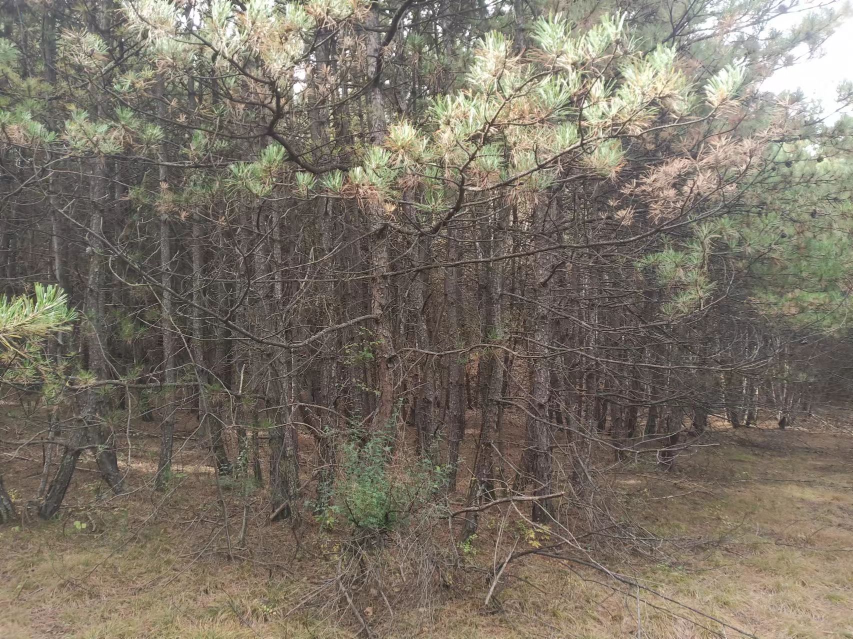 油松林自然景观,阳光透过树冠洒落,展现出绿色森林的宁静与生机 油松林景观