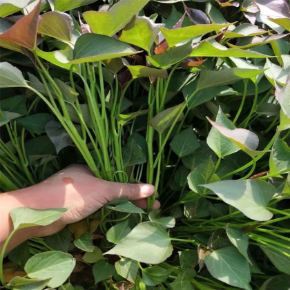 热门地区红薯苗行情